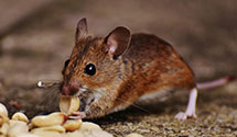 24 Hour & Emergency Exterminators in Ladd, ND